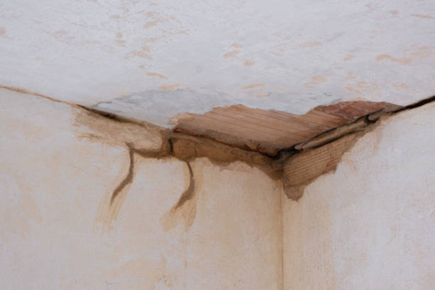 Best Carpet water damage restoration  in Mount Prospect, IL